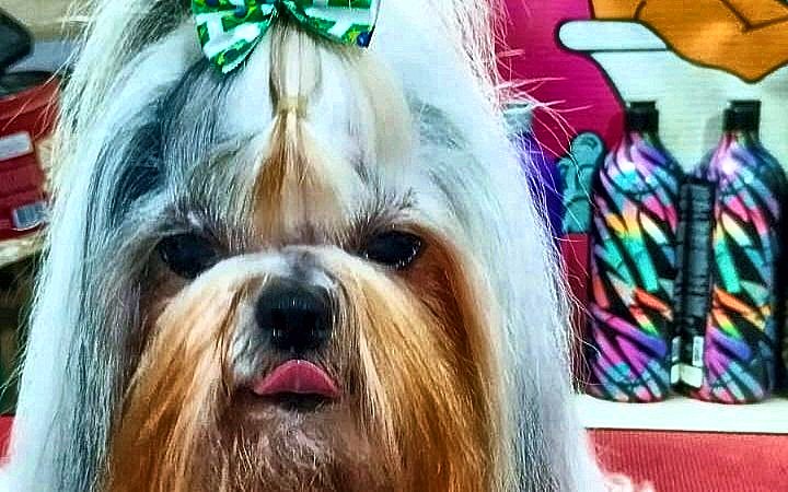 Como cuidar do pelo do Shih Tzu