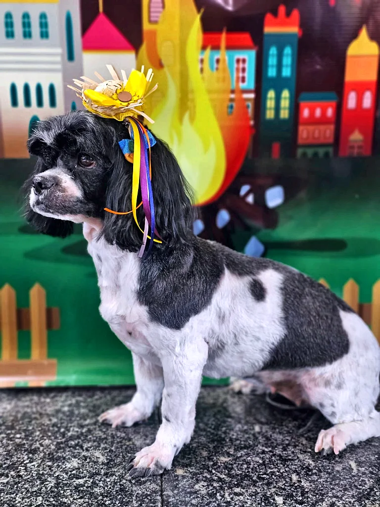Cão branco e preto com tosa na máquina e laço amarelo, sentado de perfil