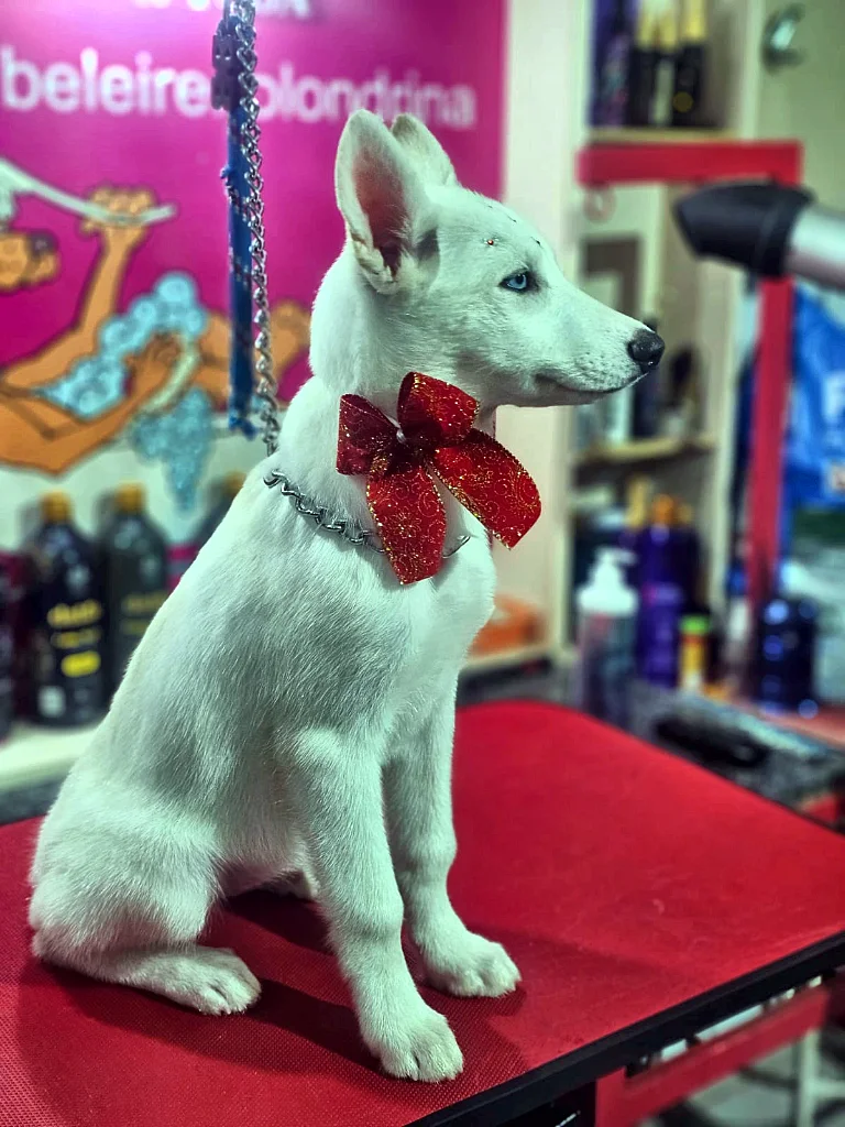 Pronto pra festa — Pelo curto, Kão-Beleireiro em Londrina