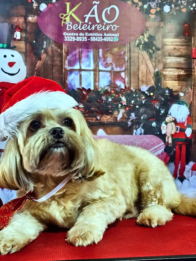 Lhasa Apso dourado de tosa bebê com gorro de Natal