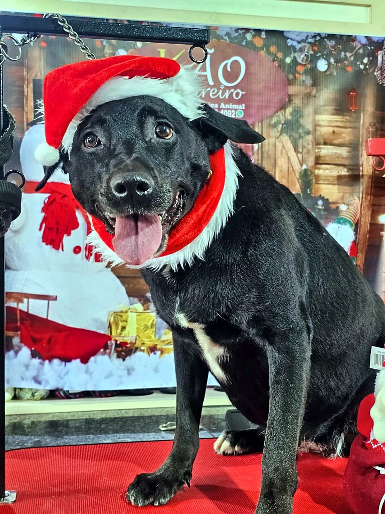 Cão preto de pelo curto com gorro de Papai Noel e língua de fora