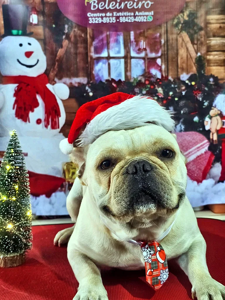 Bulldog Francês creme de gorro de Papai Noel deitado na mesa