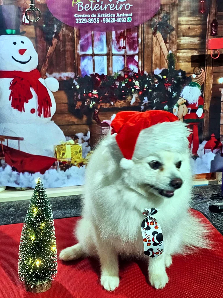 Spitz Alemão branco de gorro de Papai Noel e gravata de bolinhas