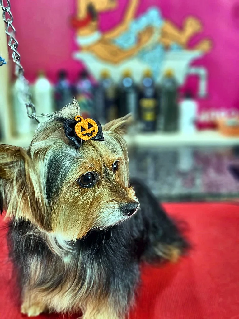Yorkshire com laço de abóbora de Halloween após banho e escovação