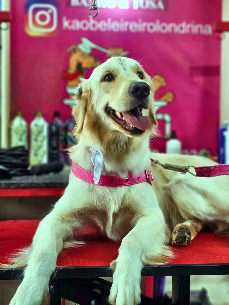 Banho e escovação — Pelo longo, Kão-Beleireiro em Londrina