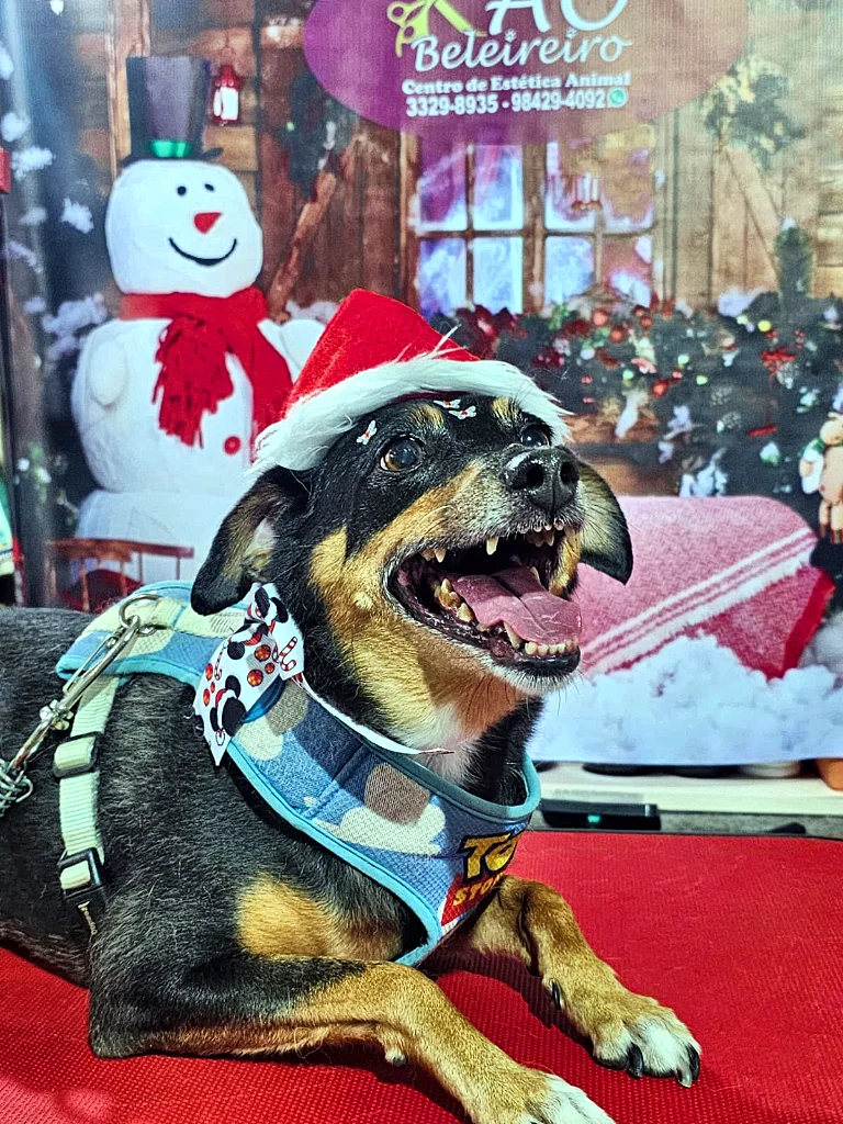 Cão preto e caramelo de peitoral azul e gorro de Natal