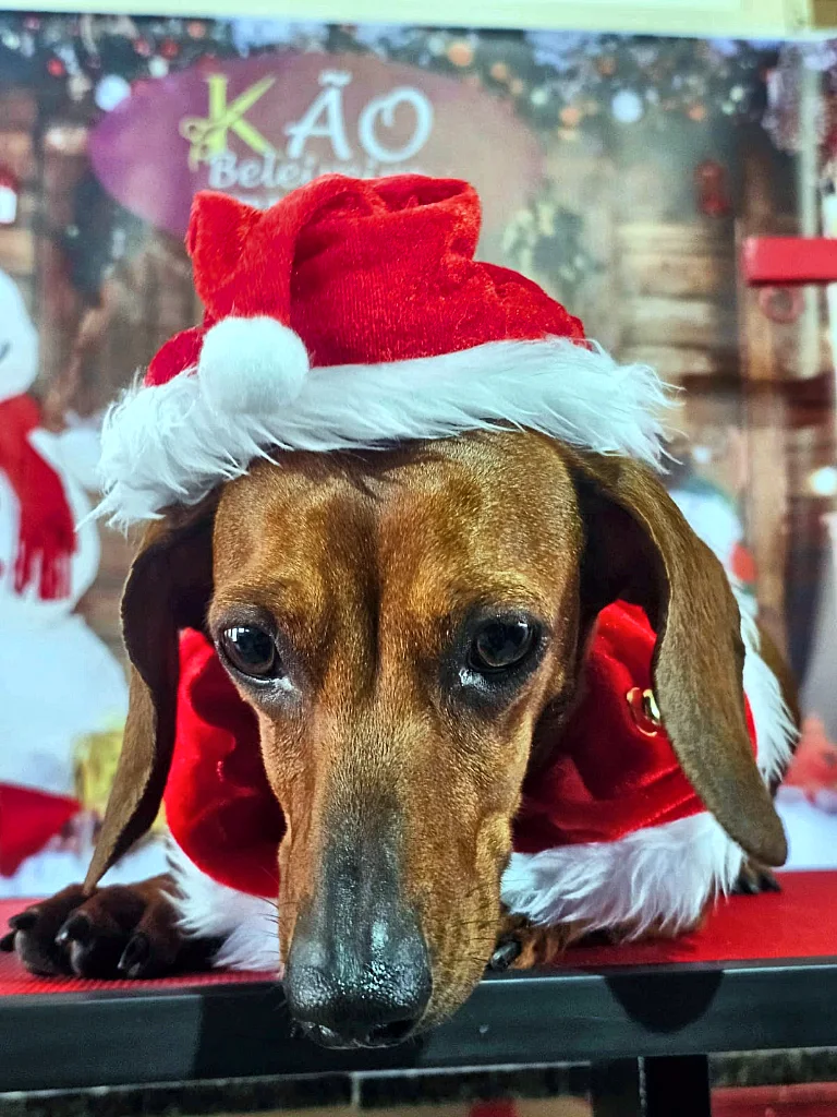 Dachshund de gorro e roupinha de Papai Noel deitado na mesa
