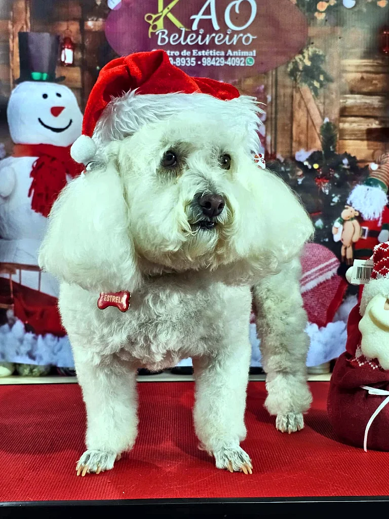 Poodle branco tosado de gorro de Papai Noel em frente ao boneco de neve