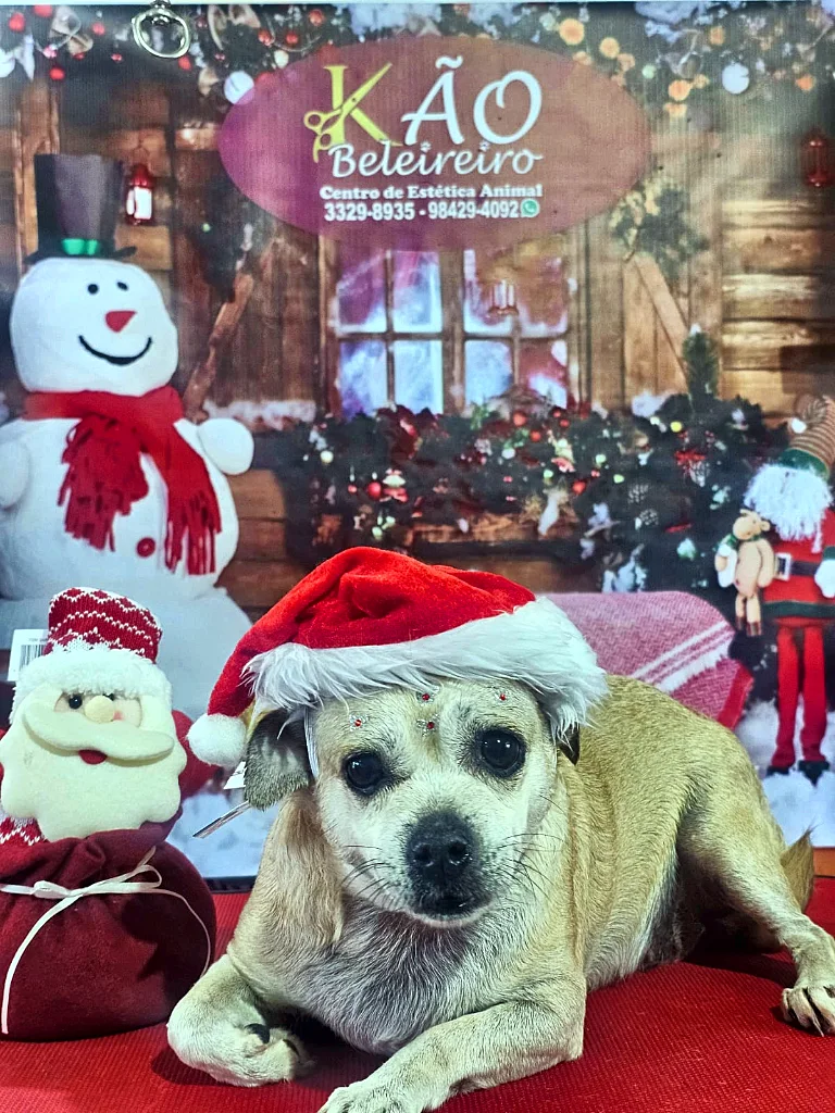 Cão caramelo de pelo curto com gorro de Papai Noel deitado