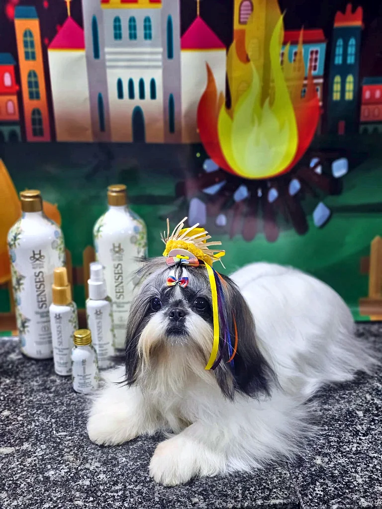 Pet idoso no banho e tosa: os cuidados que fazem diferença