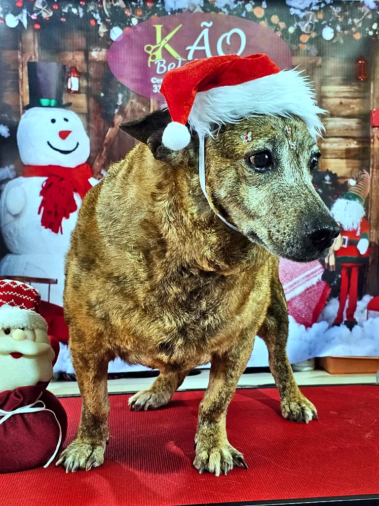 Cão tigrado sem raça definida de gorro de Papai Noel, pelo curto brilhando