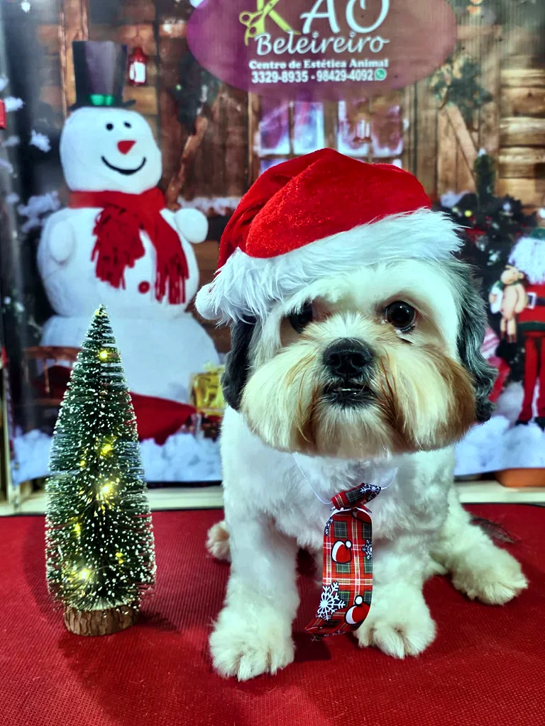 Shih Tzu branco e dourado com tosa bebê e gorro de Natal