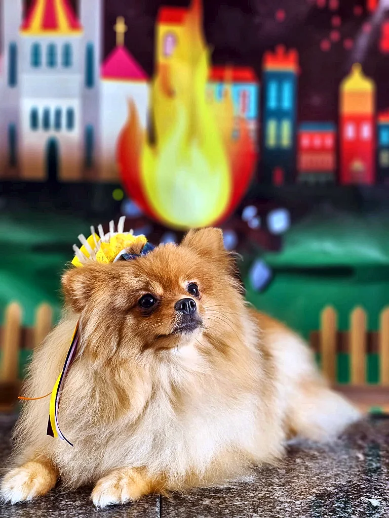 Spitz Alemão creme de pelo fofo com laço amarelo deitado