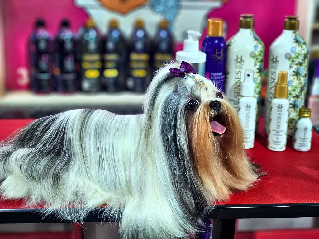 Banho e tosa de gato: como funciona e quando vale a pena
