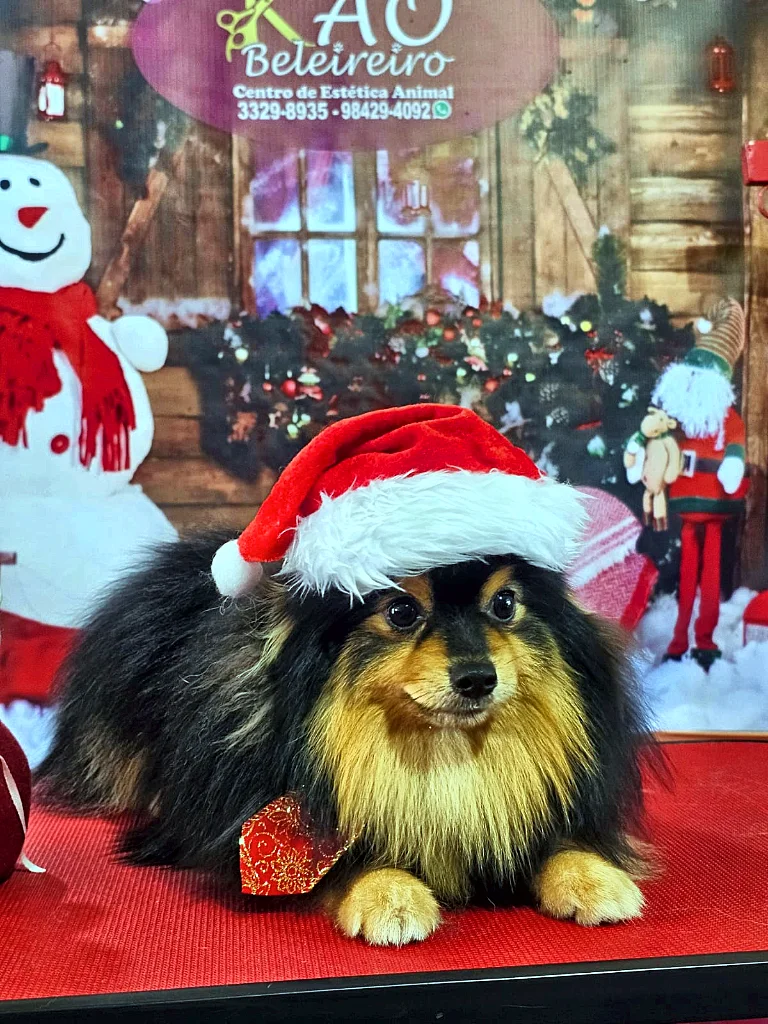 Spitz Alemão preto e caramelo de gorro de Papai Noel deitado