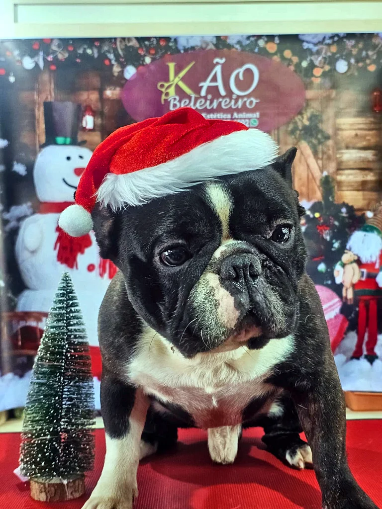 Bulldog Francês preto e branco de gorro de Natal