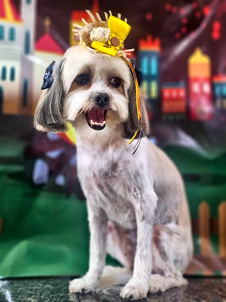 Lhasa Apso com tosa na tesoura e chapéu de palha de festa junina