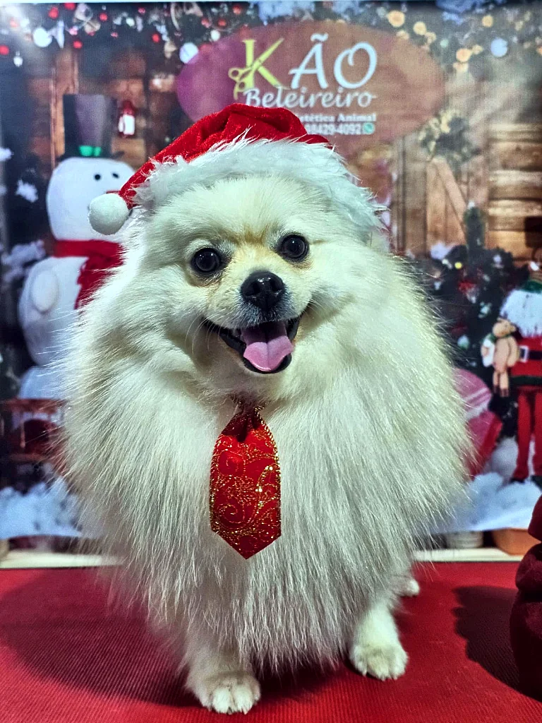 Pet do Kão-Beleireiro no Instagram — foto 1