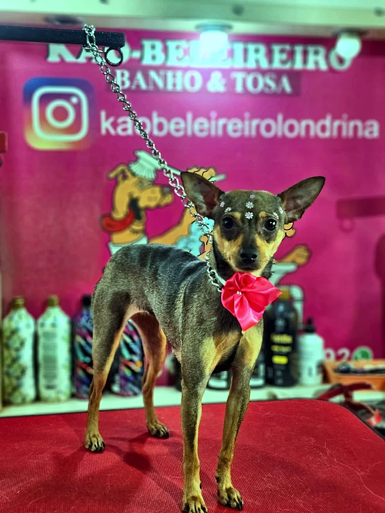 Pinscher com laço vermelho de festa na frente do painel do Kão-Beleireiro