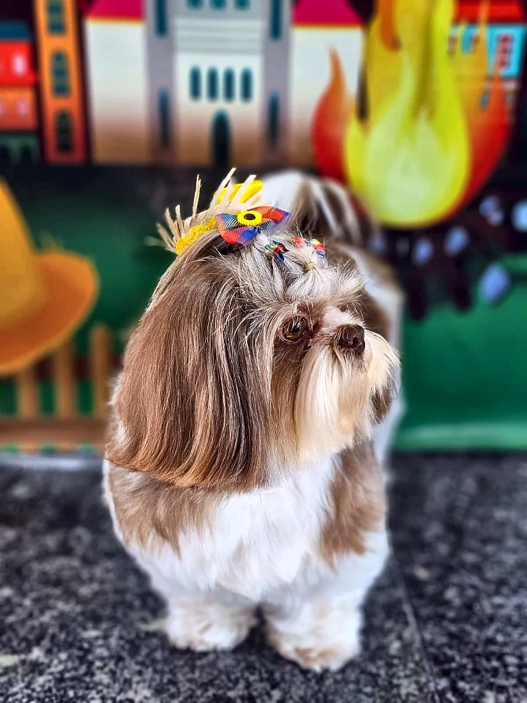 Táxi Dog Kão-Beleireiro