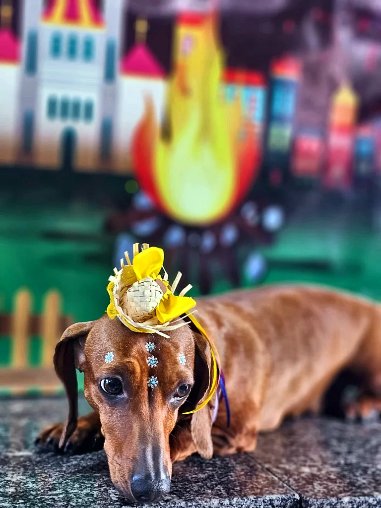 Dachshund com flor amarela na cabeça deitado na mesa de tosa