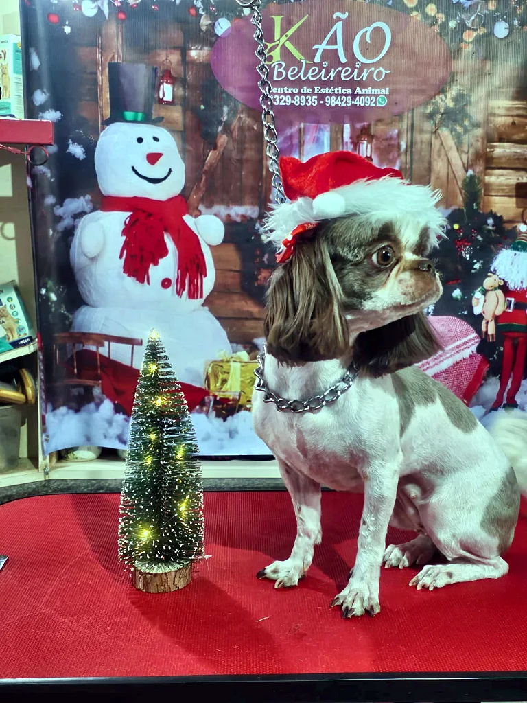 Shih Tzu de gorro de Papai Noel com árvore de Natal na mesa de tosa